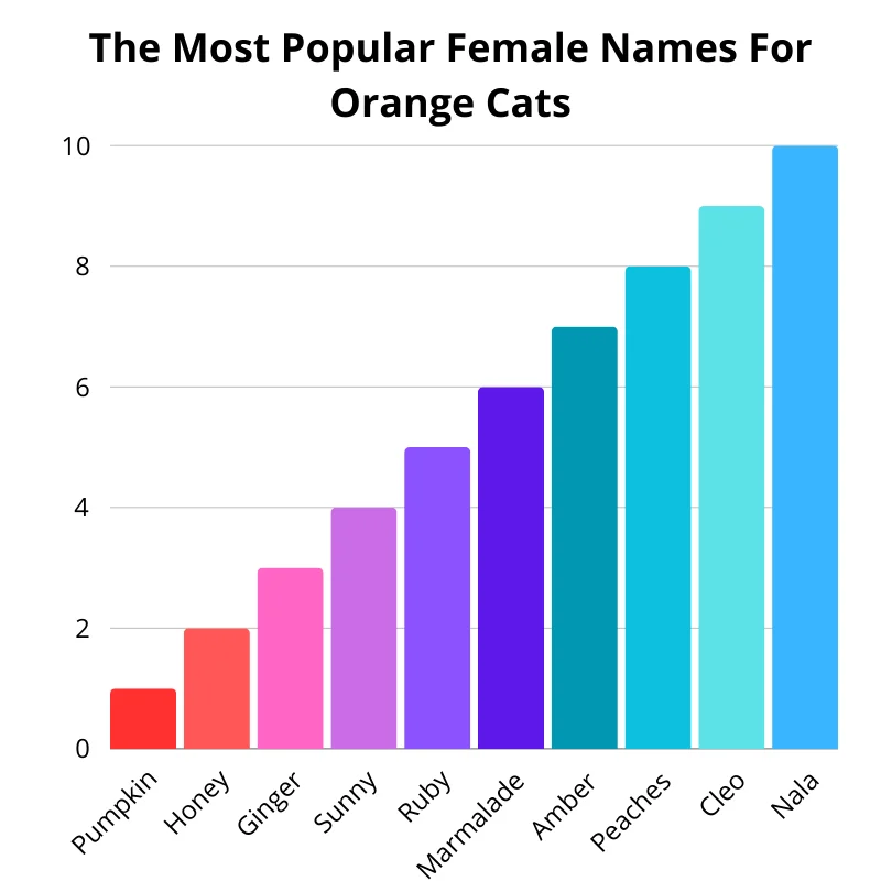 Chart of the most popular female names for orange cats. First up: Nala. In the second: Cleo. In the third: Peaches. Fourth: Amber. In the fifth: Marmalade. Sixth: Ruby. In the seventh: Sunny. In the eighth: Ginger. In the ninth: Honey. Tenth: Pumpkin.